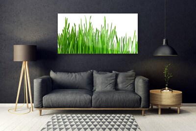 Obraz na akrylátovom skle Tráva rastlina príroda