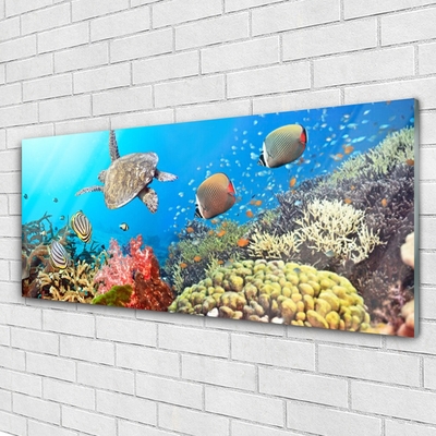 Obraz na akrylátovom skle Koralový útes krajina
