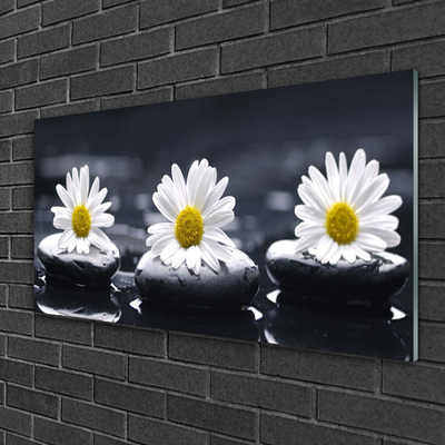 Obraz na akrylátovom skle Sedmokráska kamene rastlina