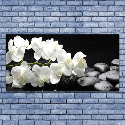 Obraz na akrylátovom skle Kvet kamene rastlina