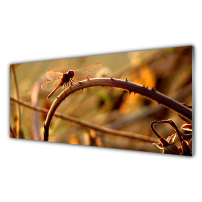 Obraz na akrylátovom skle Vážka príroda rastlina