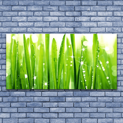 Obraz na akrylátovom skle Tráva rastlina príroda
