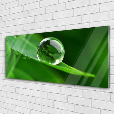Obraz na akrylátovom skle List voda kvapka rastlina