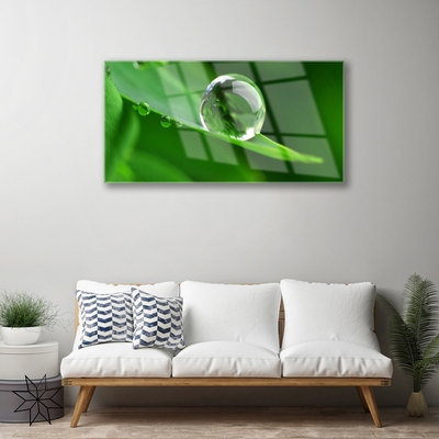 Obraz na akrylátovom skle List voda kvapka rastlina
