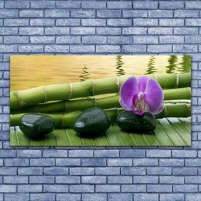 Obraz na akrylátovom skle Kvet kamene bambus príroda