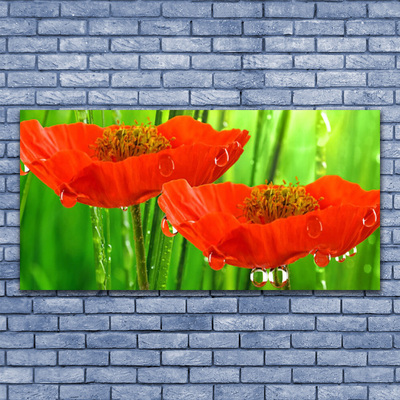 Obraz na akrylátovom skle Maky rastlina príroda