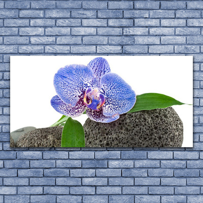 Obraz na akrylátovom skle Kvet rastlina príroda