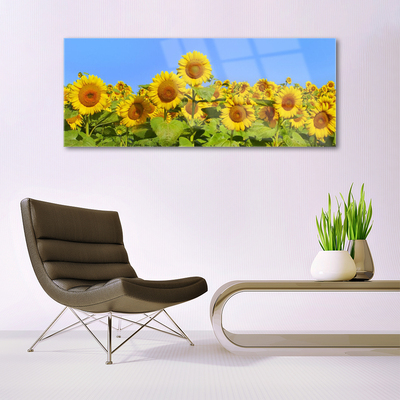 Obraz na akrylátovom skle Slnečnica kvet rastlina