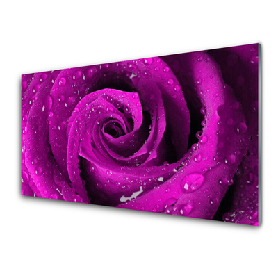Obraz na akrylátovom skle Ruže kvet rastlina