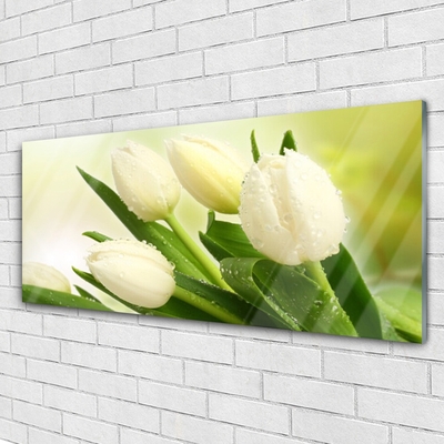 Obraz na akrylátovom skle Tulipány kvety rastlina