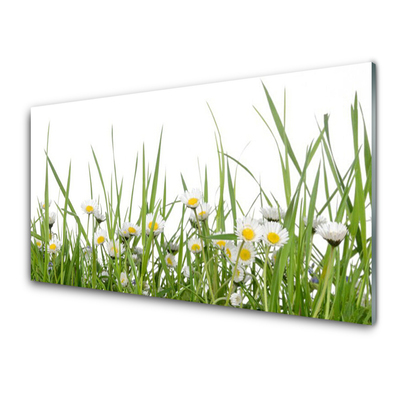 Obraz na akrylátovom skle Tráva sedmokrásky príroda