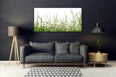 Obraz na akrylátovom skle Tráva sedmokrásky príroda
