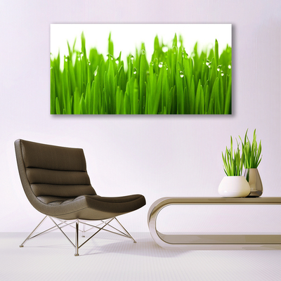 Obraz na akrylátovom skle Tráva príroda rastlina