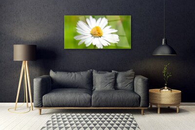Obraz plexi Sedmokráska rastlina príroda