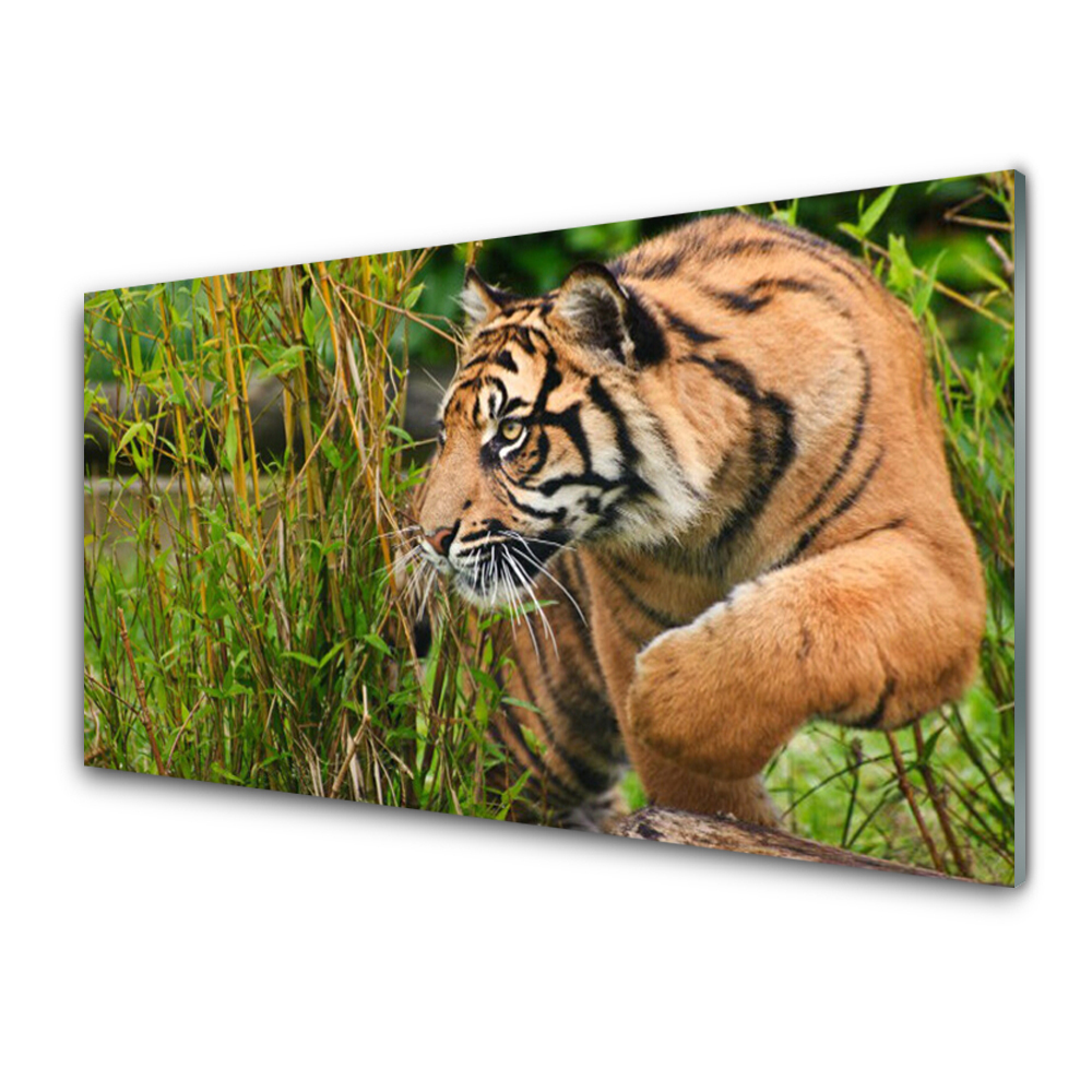 Obraz plexi Tiger zvieratá