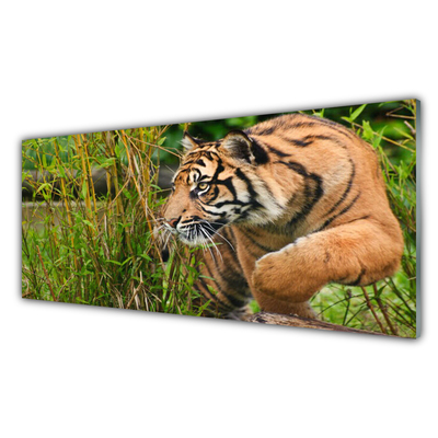 Obraz plexi Tiger zvieratá