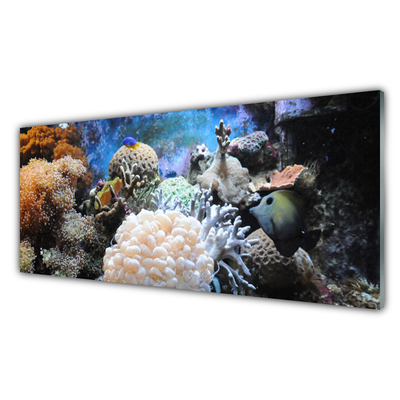 Obraz plexi Koralový útes príroda