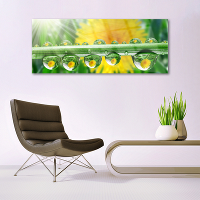Obraz plexi Stonka kvapky rosa rastlina
