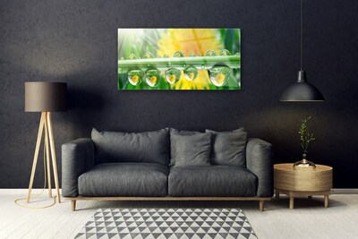 Obraz plexi Stonka kvapky rosa rastlina