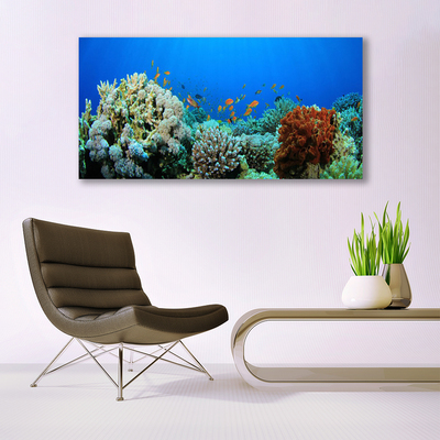 Obraz plexi Koralový útes príroda