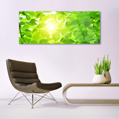 Obraz plexi Listy príroda slnko rastlina