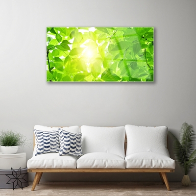 Obraz plexi Listy príroda slnko rastlina