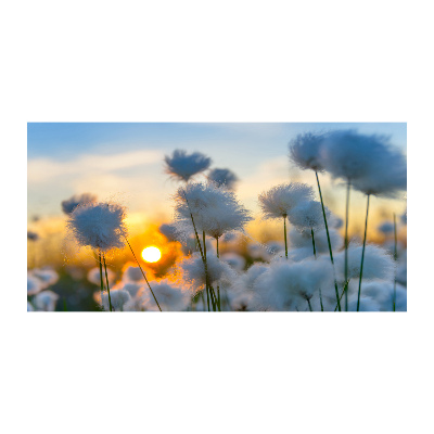 Obraz plexi Kvety rastlina príroda