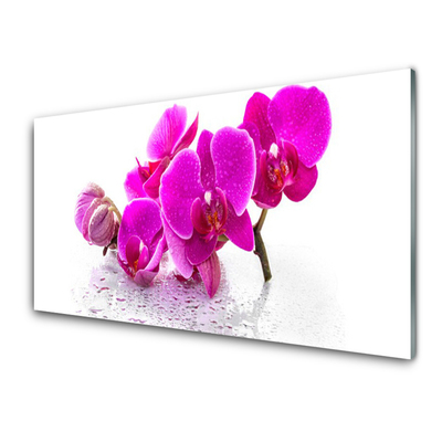 Obraz plexi Kvety rastlina príroda