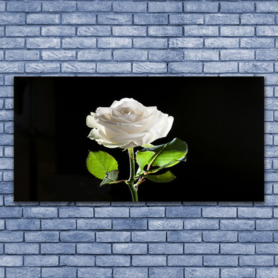 Obraz plexi Ruže kvet rastlina