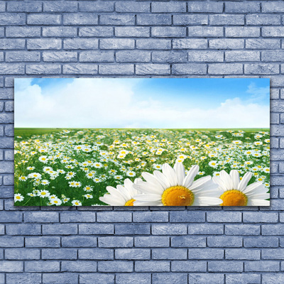Obraz plexi Sedmokrásky kvety lúka pole
