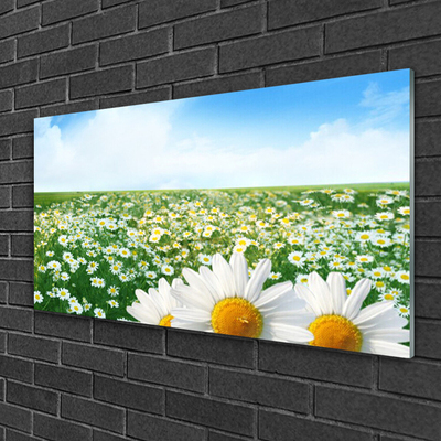 Obraz plexi Sedmokrásky kvety lúka pole