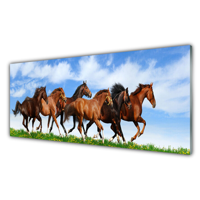 Obraz plexi Cválajúci kone na pastvine