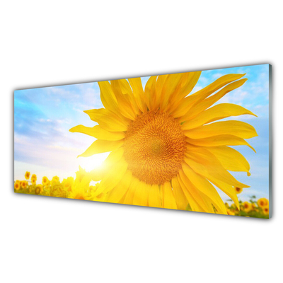 Obraz plexi Slnečnica kvet slnko