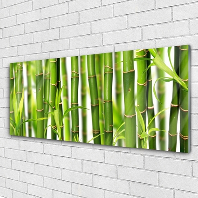 Obraz plexi Bambusové výhonky listy bambus