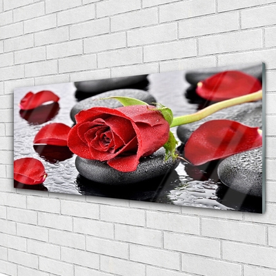 Obraz plexi Ruže kvet kamene zen