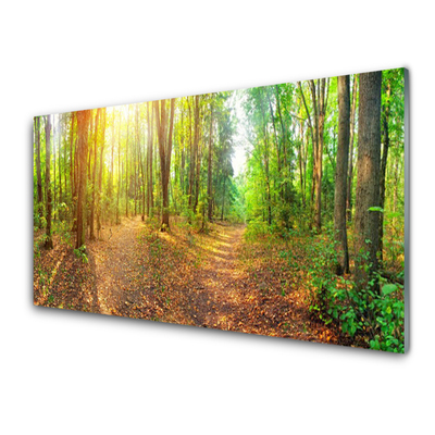 Obraz plexi Slnko príroda lesné chodník