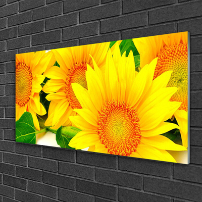 Obraz plexi Slnečnica kvet príroda