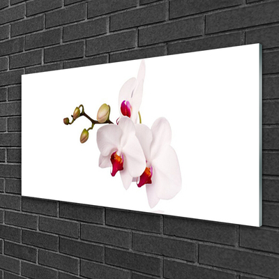 Obraz plexi Kvety príroda orchidea