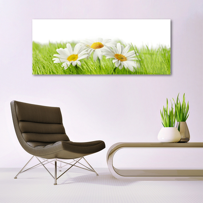 Obraz plexi Sedmokráska kvety rastlina