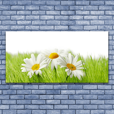 Obraz plexi Sedmokráska kvety rastlina
