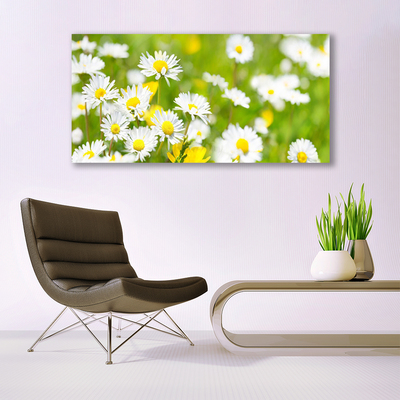 Obraz plexi Sedmokráska kvet rastlina