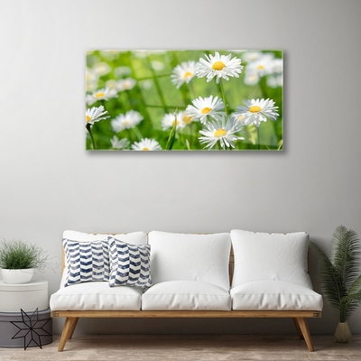 Obraz plexi Sedmokráska kvet rastlina