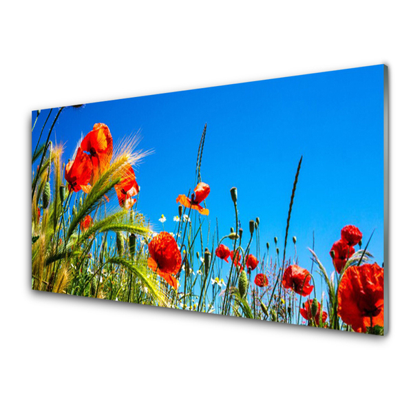 Obraz plexi Kvety maky pole trávy