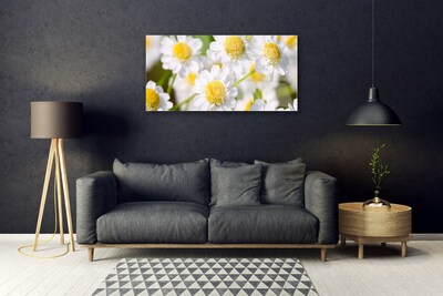 Obraz plexi Kvety sedmokráska príroda