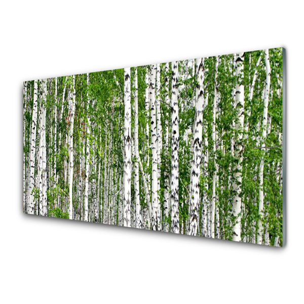 Nástenný panel  Breza les stromy príroda
