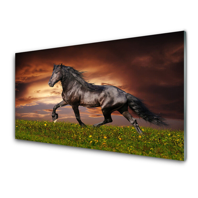 Nástenný panel  Čierny kôň lúka zvieratá