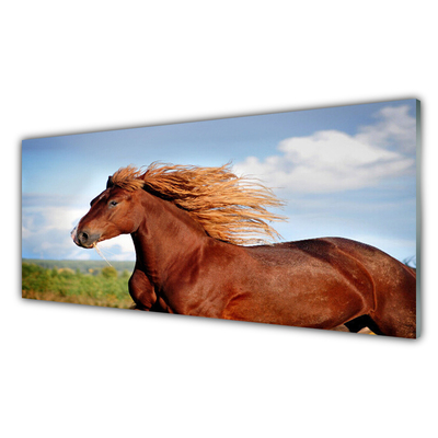 Nástenný panel  Kôň zvieratá