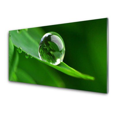 Nástenný panel  List voda kvapka rastlina