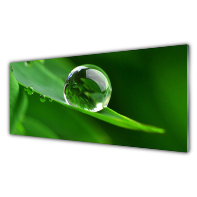 Nástenný panel  List voda kvapka rastlina