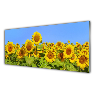 Nástenný panel  Slnečnica kvet rastlina